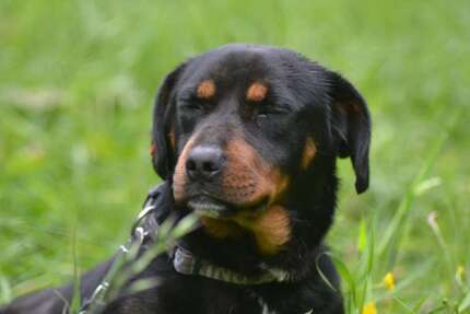 Wohnung Kochel am See - 3 Zimmer, 99 m&sup2;, 1.240&euro; | Angebot:25125983