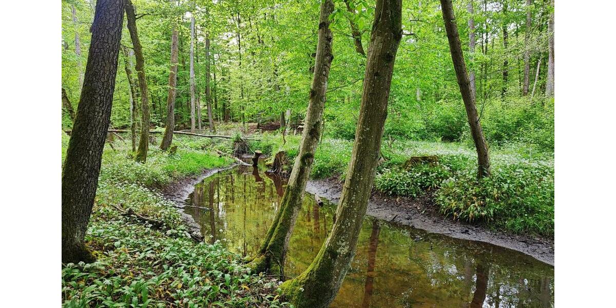 Wohnen auf Zeit Wörth am Rhein - 1 Zimmer, 18 m&sup2;, 45&euro; | Angebot:24603492