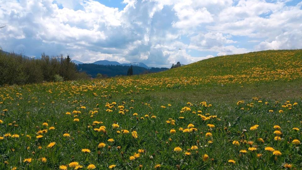 Wohnen auf Zeit Wildpoldsried - 2.5 Zimmer, 160 m&sup2;, 785&euro; | Angebot:24842223