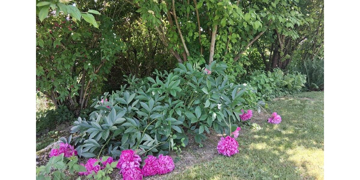 Wohnen auf Zeit Böhen - 5 Zimmer, 110 m&sup2;, 375&euro; | Angebot:24528545