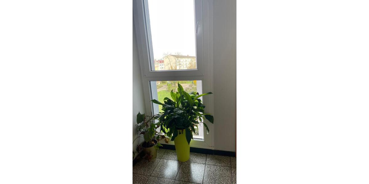 Etagenwohnung Mannheim Almenhof - 3 Zimmer, 76 m&sup2;, 1.450&euro; | Angebot:25977700