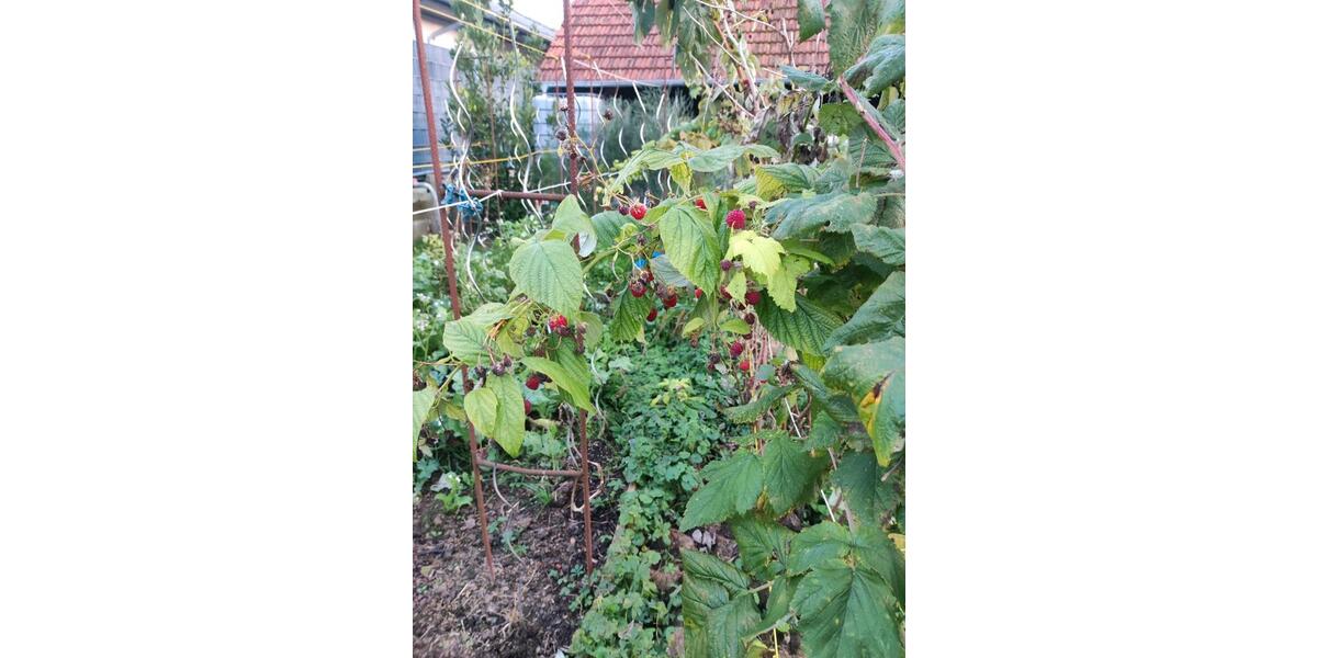 Einfamilienhaus Schwanau - 6 Zimmer, 146 m&sup2;, 1.500&euro; | Angebot:24708330