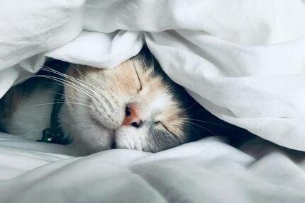 Haus Bad Essen - 4 Zimmer, 155 m&sup2;, 1.700&euro; | Angebot:24980101