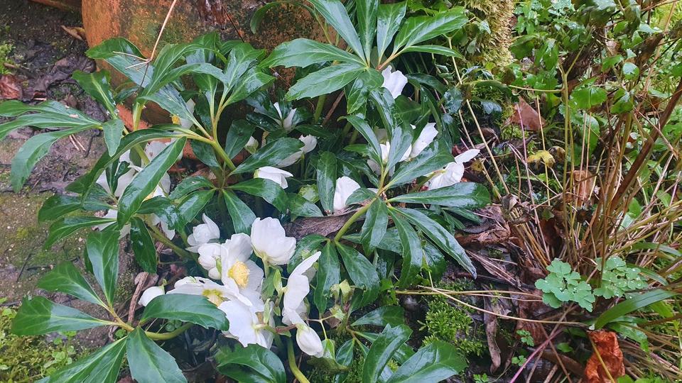 Dachgeschoßwohnung Wiesbaden Nordost - 1 Zimmer, 12 m&sup2;, 370&euro; | Angebot:24694107