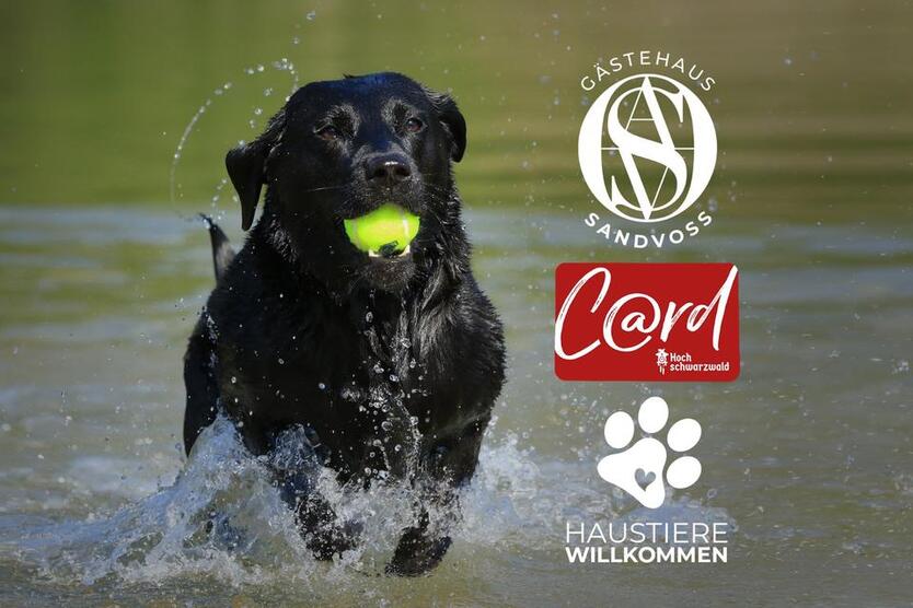 Urlaub mit Hund in Titisee Hochschwarzwald TOP-Lage Seenähe