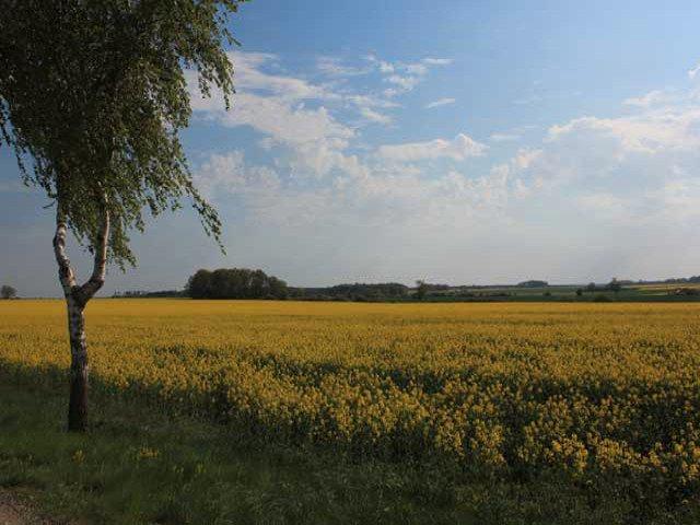 Dachgeschoßwohnung Altenmedingen - 2 Zimmer, 70 m&sup2;, 550&euro; | Angebot:26049248