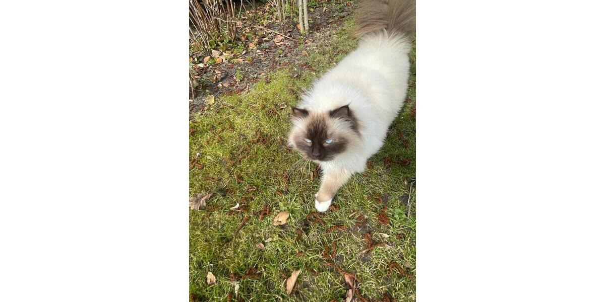 Dachgeschoßwohnung Templin - 1 Zimmer, 40 m&sup2;, 500&euro; | Angebot:26214530