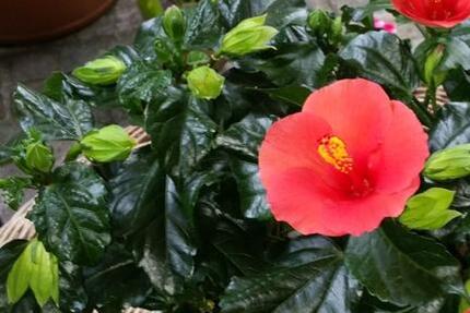 110 qm Haus für ruhige Nichtraucher an den Aschaffauen in Damm 5 zimmer