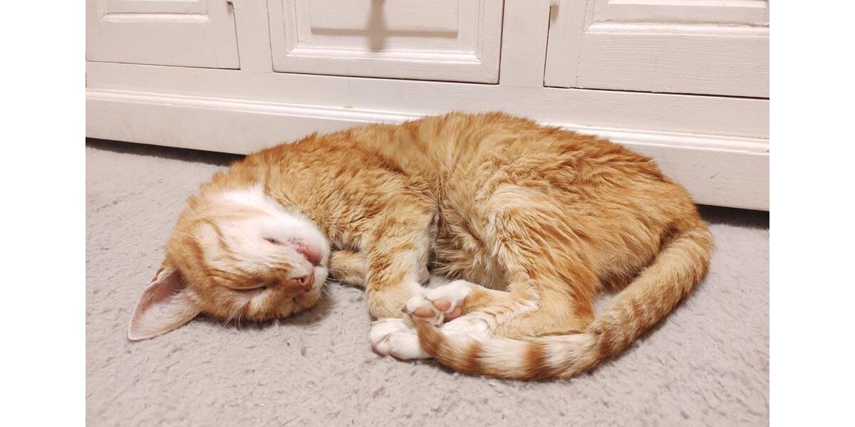 Wohnen auf Zeit Brensbach - 5 Zimmer, 130 m&sup2;, 1.500&euro; | Angebot:25322652