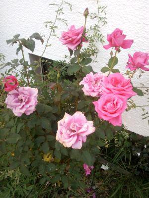 Etagenwohnung Kronach - 3 Zimmer, 87 m&sup2;, 783&euro; | Angebot:26041357