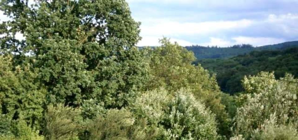 NATURPUR SONNIGE 3-Zi. DG-Whg. an max. 2 Pers. NR zum 1.3.2026 3 zimmer