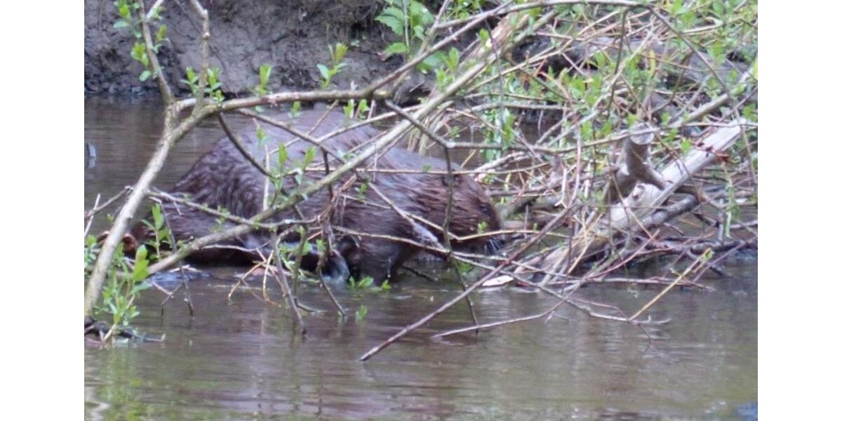 Wohnen auf Zeit Eriskirch - 2 Zimmer, 49 m&sup2;, 72&euro; | Angebot:25697146