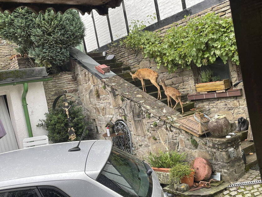 Lichtdurchflutete Wohnung im Grünen