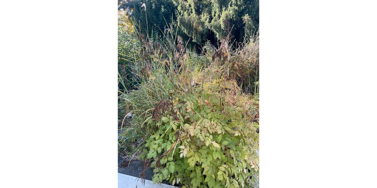 Etagenwohnung Einbeck - 2 Zimmer, 750&euro; | Angebot:23116659