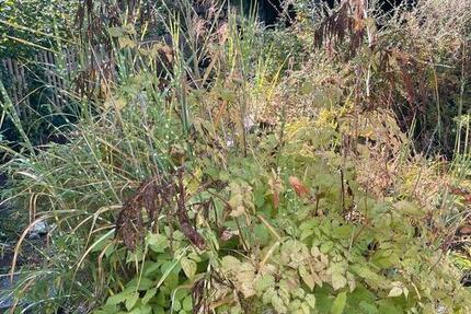 Wohnung Einbeck - 2 Zimmer, 750&euro; | Angebot:23116659