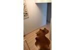Erdgeschoßwohnung Halle (Saale) Frohe Zukunft - 2 Zimmer, 76 m&sup2;, 750&euro; | Angebot:26676919