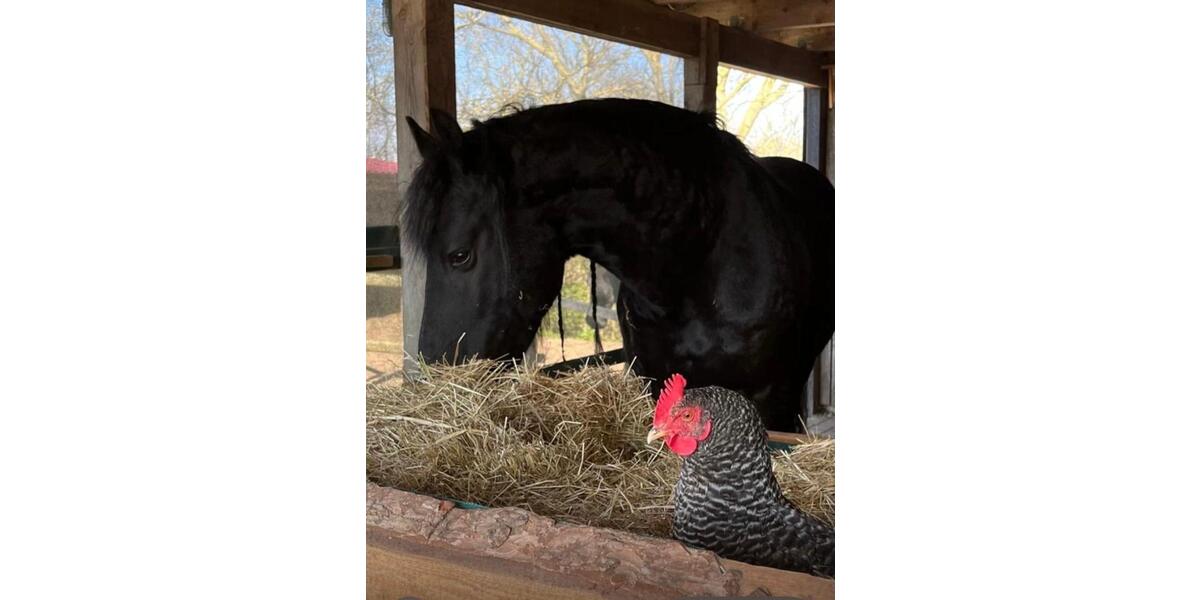 Dachgeschoßwohnung Bredstedt - 4 Zimmer, 80 m&sup2;, 500&euro; | Angebot:25298540