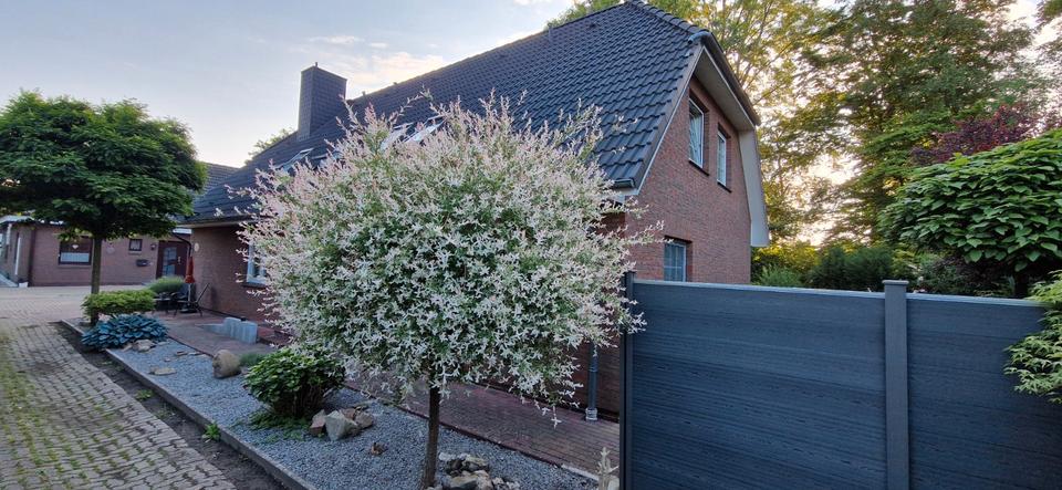 Wohnen auf Zeit Brunsbüttel - 1 Zimmer, 13 m&sup2;, 350&euro; | Angebot:26102771
