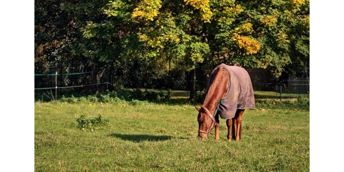 Reihenhaus Sickte - 6 Zimmer, 180 m&sup2;, 1.980&euro; | Angebot:26237752