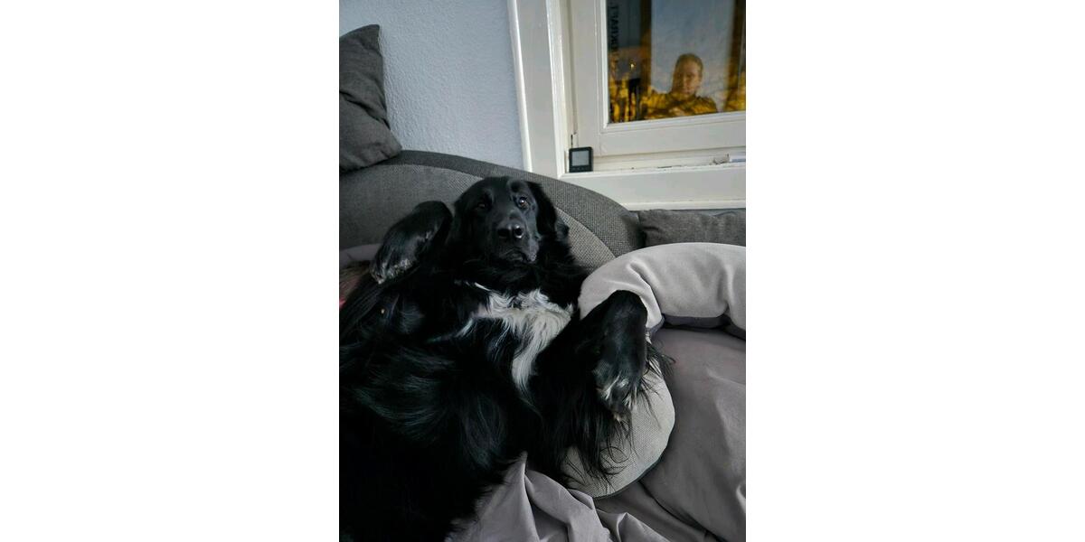 Einfamilienhaus Solms - 1.000&euro; | Angebot:23850683