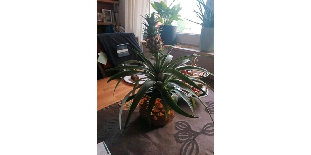 Etagenwohnung Duisburg Duisburg-Mitte - 3 Zimmer, 68 m&sup2;, 680&euro; | Angebot:26502749