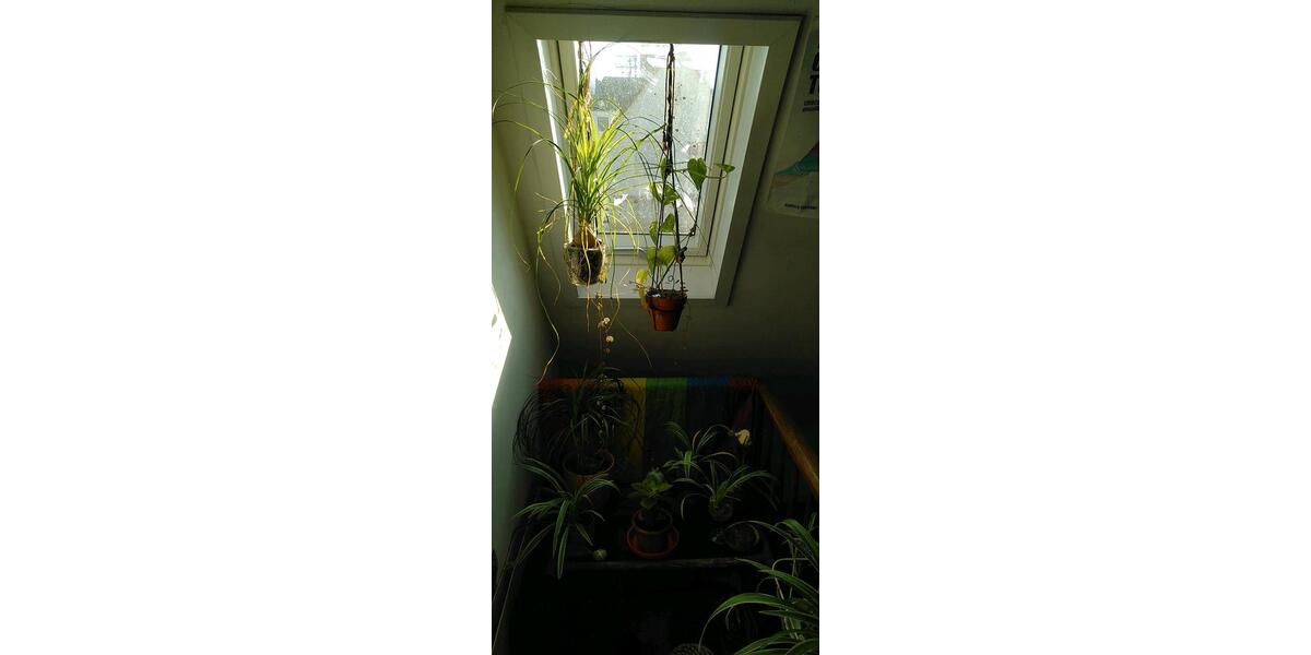 gemütliches Zimmer in fünfer WG Nürtingen, 300 zimmer