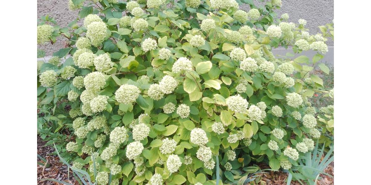 Einfamilienhaus Luckenwalde - 5 Zimmer, 124 m&sup2;, 1.320&euro; | Angebot:25615177