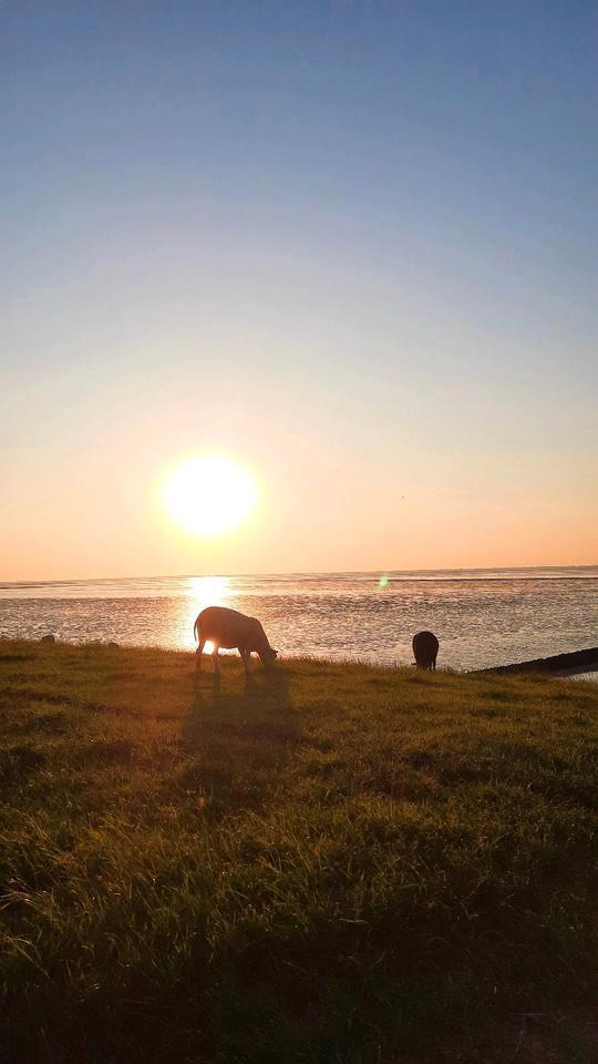 Urlaub auf dem Lande FerienWohnung mit Hund Nordsee