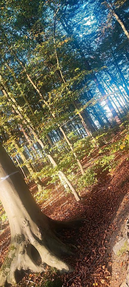 3 Zimmer Wohnung in jever