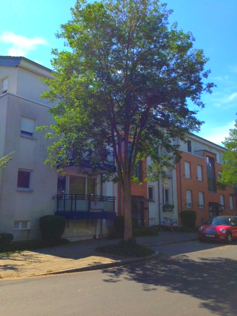 Wohnung zum Mieten in Düsseldorf 950 € 68.09 m² 2 zimmer