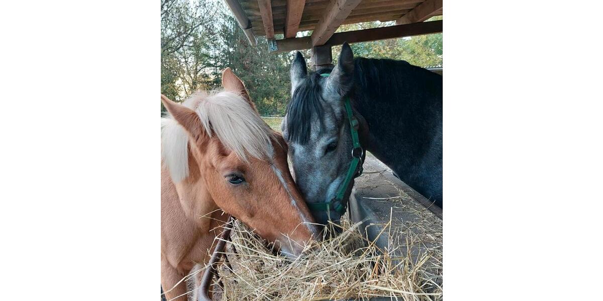 Erdgeschoßwohnung Neuenkirchen - 2 Zimmer, 55 m&sup2;, 680&euro; | Angebot:24676621