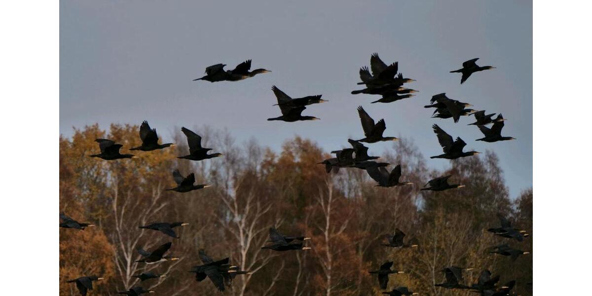 Wohnen auf Zeit Ratzeburg - 1 Zimmer, 18 m&sup2;, 525&euro; | Angebot:24454126