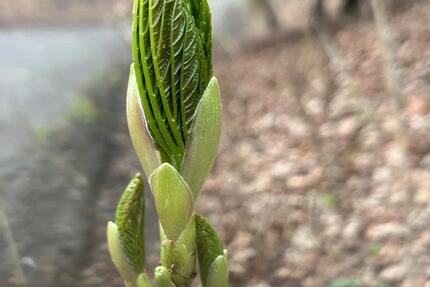 Wohnen auf Zeit Herford - 2 Zimmer, 35 m&sup2;, 450&euro; | Angebot:26044355