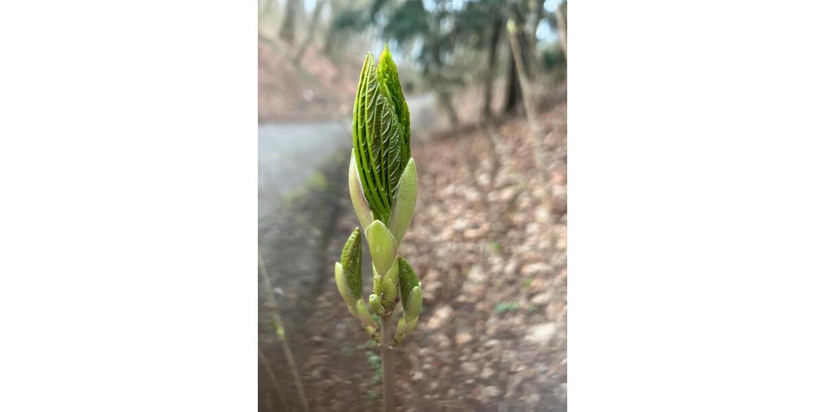 Wohnen auf Zeit Herford - 2 Zimmer, 35 m&sup2;, 450&euro; | Angebot:26044355