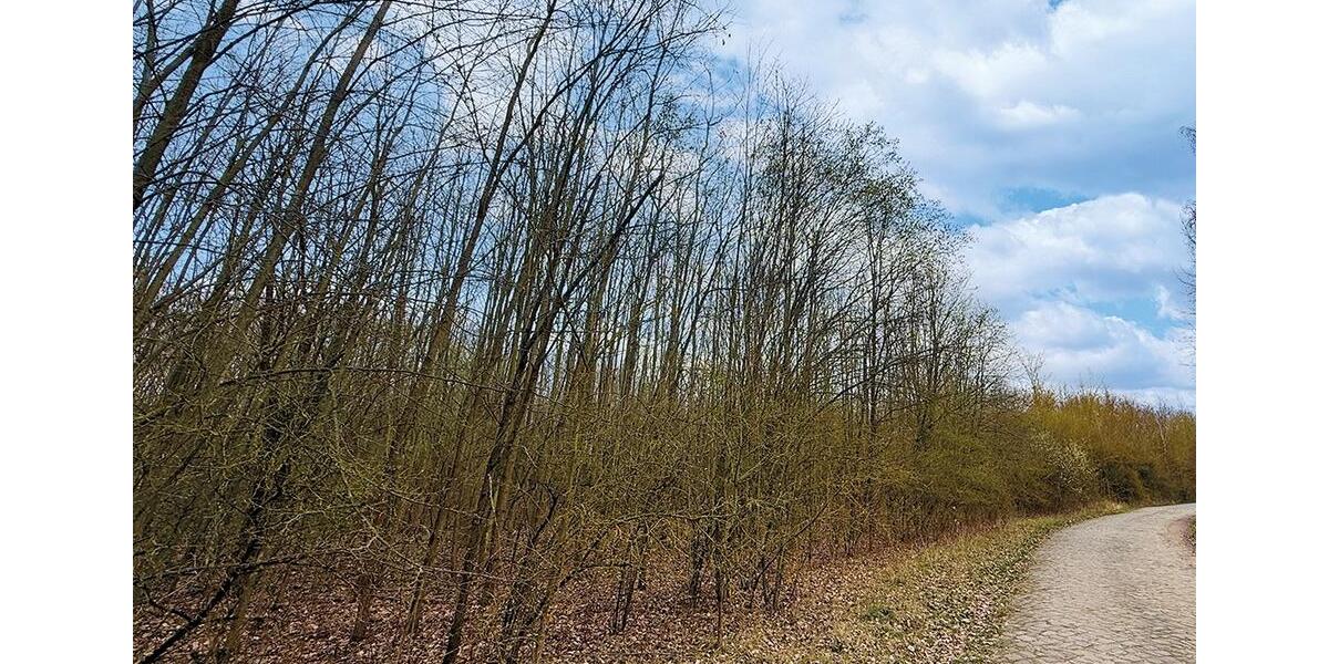 Gewerbeobjekt Zeitz - 1.500&euro; | Angebot:26104774