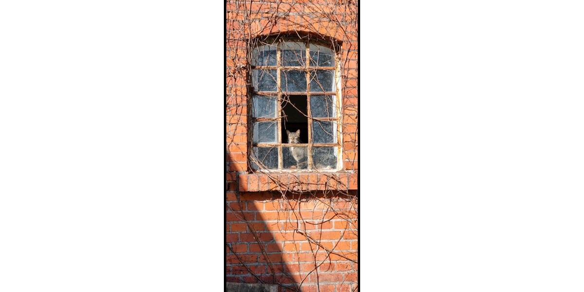 Erdgeschoßwohnung Ebstorf - 5 Zimmer, 250 m&sup2;, 500&euro; | Angebot:18233100