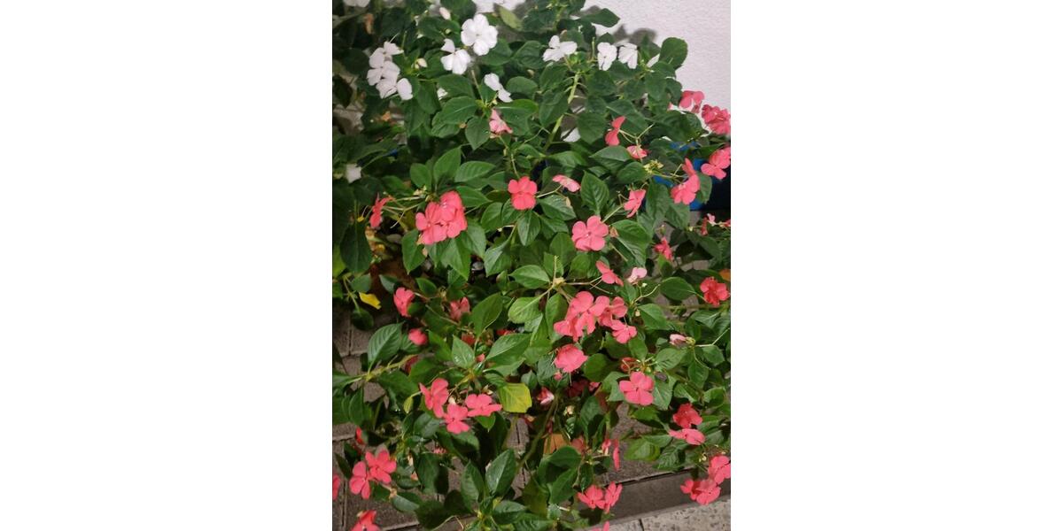 WG Wohnung in Groß Gerau 2 zimmer