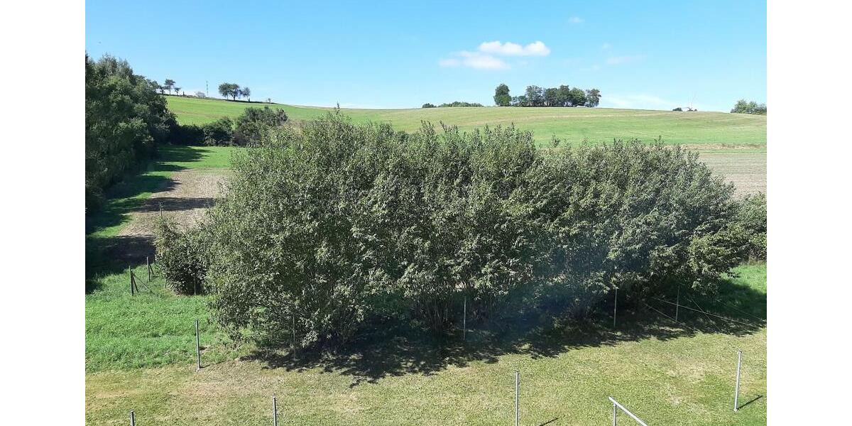 Etagenwohnung Ostritz - 2 Zimmer, 46 m&sup2;, 289&euro; | Angebot:22007838