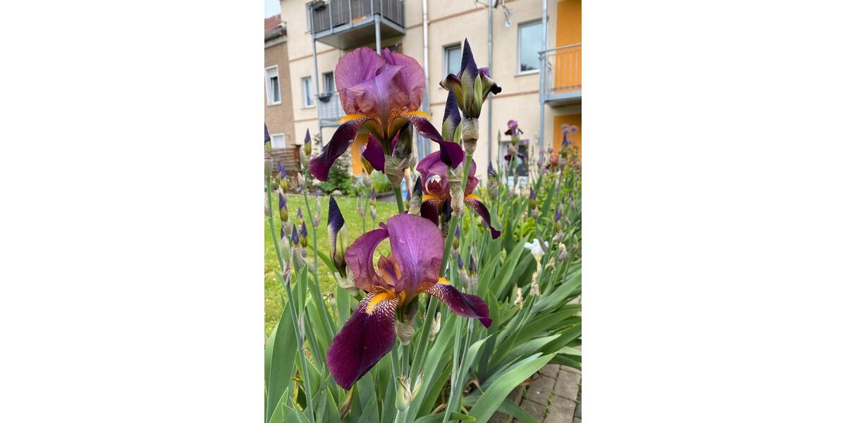 Erdgeschoßwohnung Groitzsch - 1 Zimmer, 39 m&sup2;, 292&euro; | Angebot:26213076