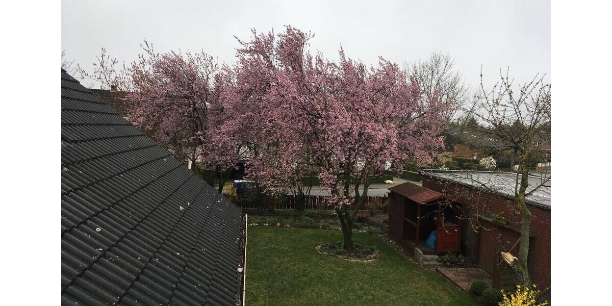 Einfamilienhaus Gifhorn - 4 Zimmer, 140 m&sup2;, 1.200&euro; | Angebot:26103614