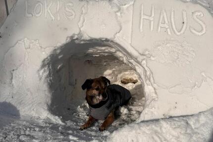 Hundehaus in ruhiger Lage 1 zimmer