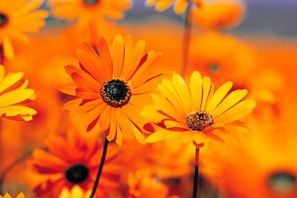 Helles schönes möbliertes Zimmer in 2er WG in NOM-Edesheim 1 zimmer