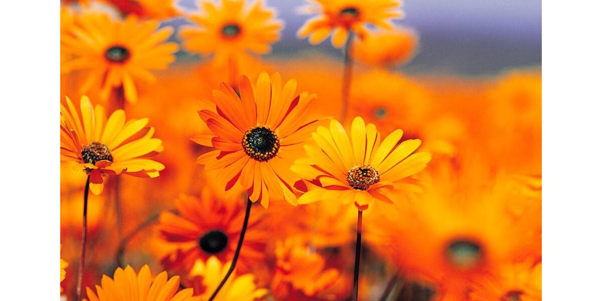 Helles schönes möbliertes Zimmer in 2er WG in NOM-Edesheim 1 zimmer