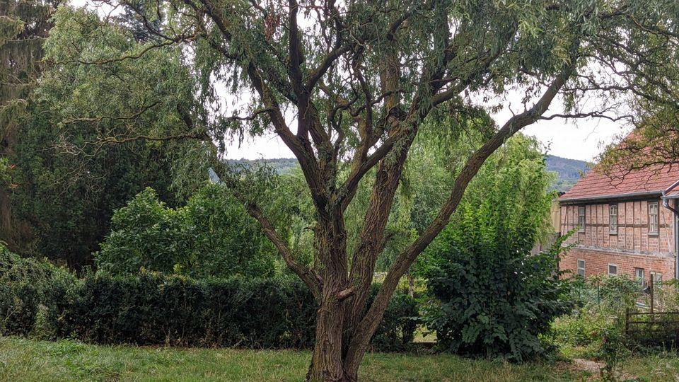 Erdgeschoßwohnung Bad Zwesten - 2 Zimmer, 60 m&sup2;, 480&euro; | Angebot:24839383