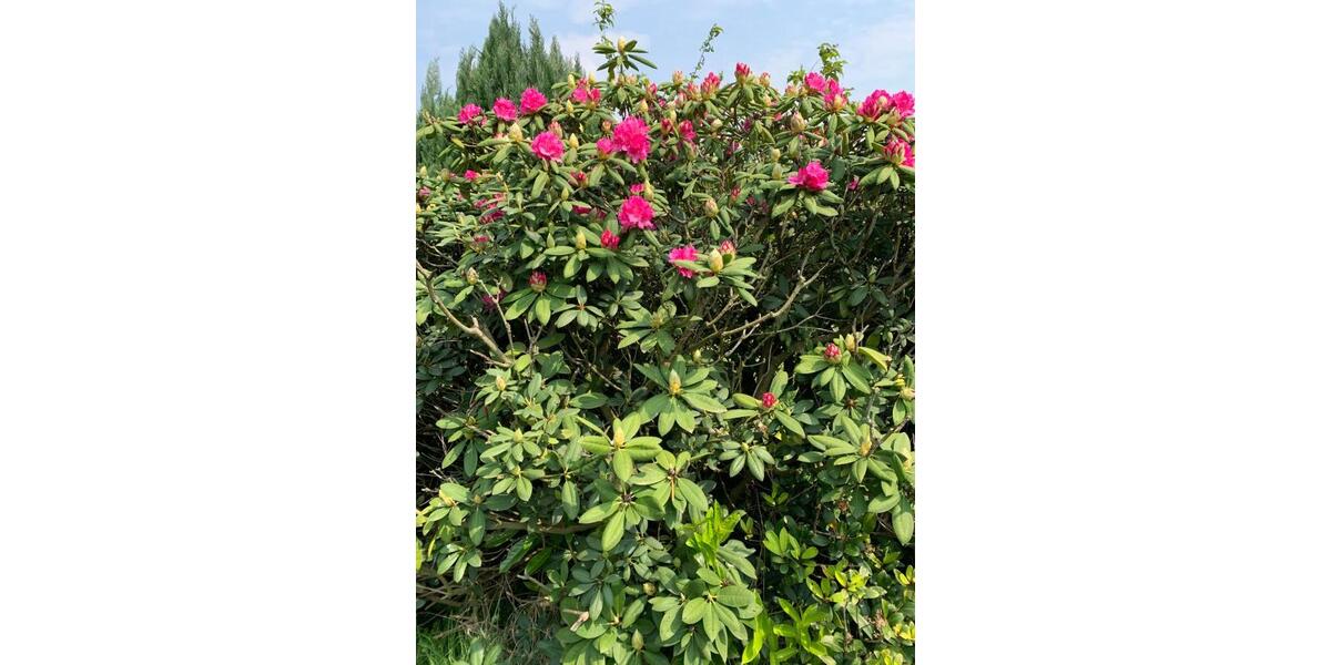 Doppelhaushälfte mit viel Potential ab 01.02.2026 in 52477 zu mieten 4 zimmer