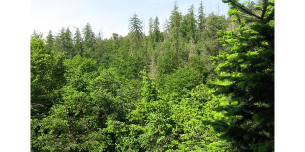 Etagenwohnung Edertal - 3 Zimmer, 73 m&sup2;, 850&euro; | Angebot:24679160