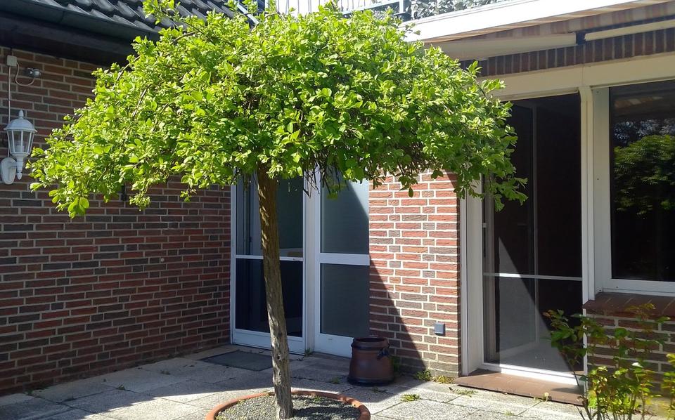 Erdgeschoßwohnung Hanstedt - 4 Zimmer, 169 m&sup2;, 1.300&euro; | Angebot:24631623