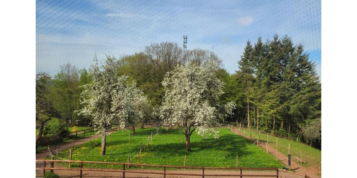 Etagenwohnung Pelm - 1 Zimmer, 16 m&sup2;, 450&euro; | Angebot:25323598