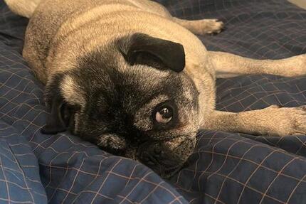 Wohnung Martfeld - 3 Zimmer, 120 m&sup2;, 900&euro; | Angebot:25882522