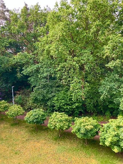 Dachgeschoßwohnung Hitzacker (Elbe) - 3 Zimmer, 79 m&sup2;, 900&euro; | Angebot:26462007